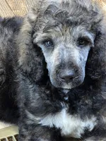 Greyson, a male Poodle - Standard  for sale in Puryear, TN – 3 of 8