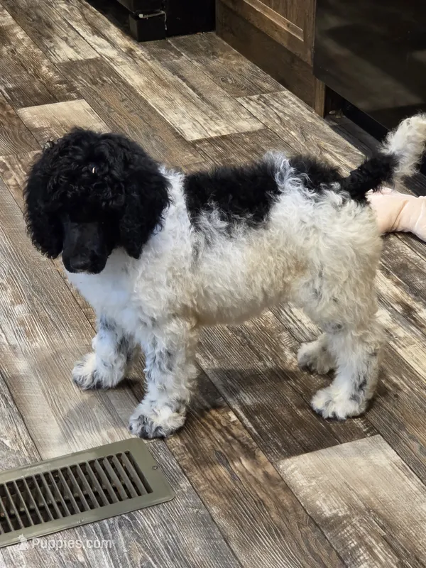 Olaf – Poodle - Standard  puppy for sale in Puryear, TN
