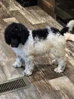 Olaf, a male Poodle - Standard  for sale in Puryear, TN – 6 of 9