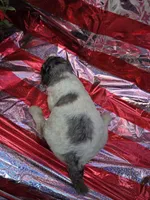 Kaylee, a female Poodle - Standard  for sale in Puryear, TN – 2 of 3
