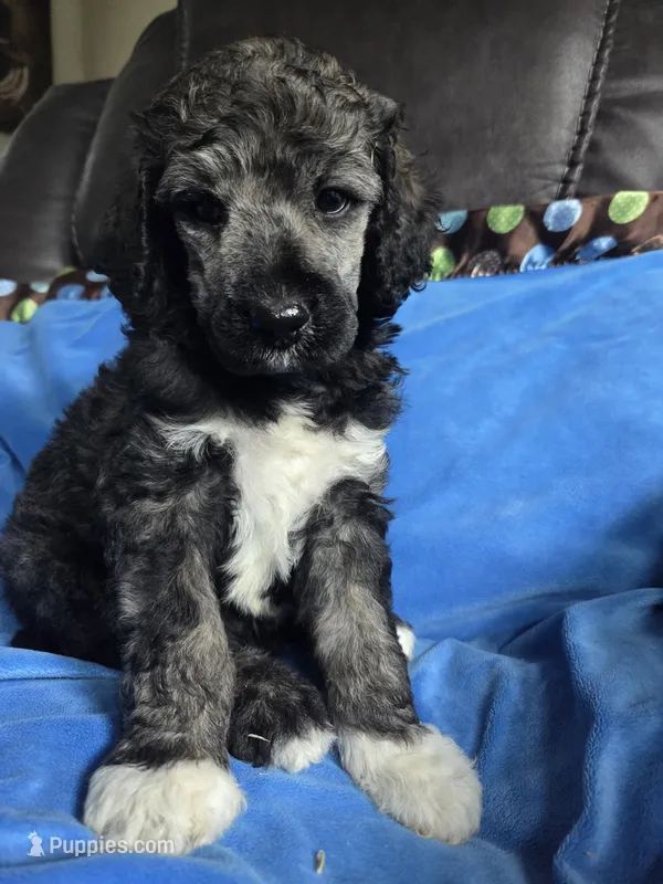 Greyson – Poodle - Standard  puppy for sale in Puryear, TN