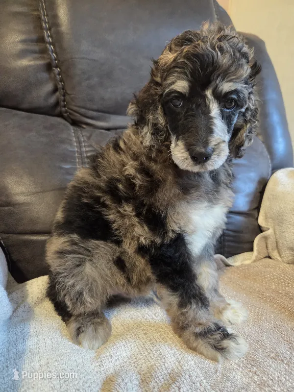 Otto – Poodle - Standard  puppy for sale in Puryear, TN