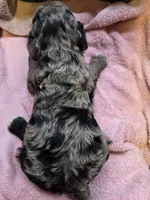 Layla, a female Poodle - Standard  for sale in Puryear, TN – 3 of 3