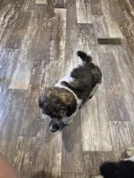 Abigail, a female Poodle - Standard  for sale in Puryear, TN – 10 of 10
