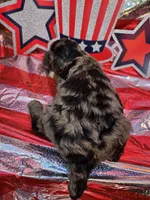 Otto, a male Poodle - Standard  for sale in Puryear, TN – 3 of 3