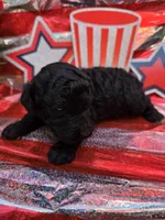 Tristan, a male Poodle - Standard  for sale in Puryear, TN – 2 of 3