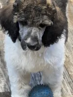 Abigail, a female Poodle - Standard  for sale in Puryear, TN – 4 of 10