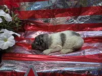 Kaylee, a female Poodle - Standard  for sale in Puryear, TN – 3 of 3