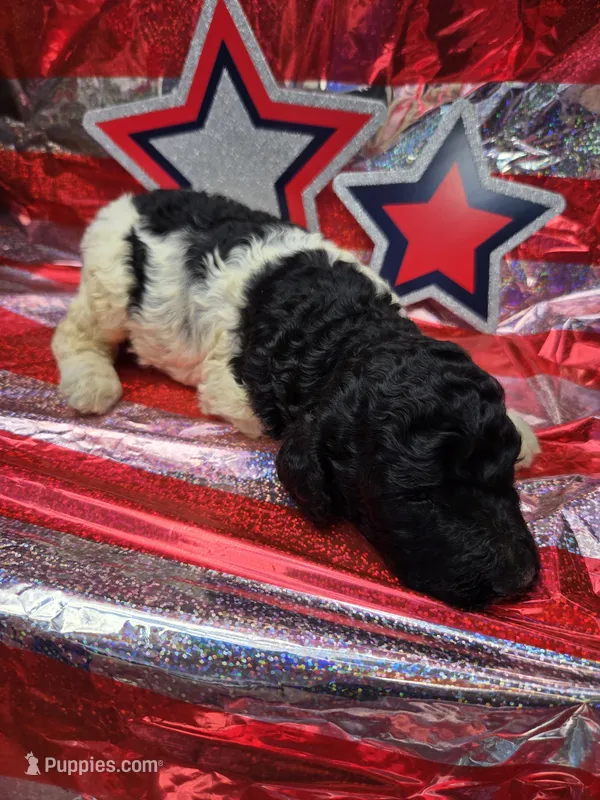 Olaf – Poodle - Standard  puppy for sale in Puryear, TN