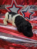 Olaf, a male Poodle - Standard  for sale in Puryear, TN – 1 of 3