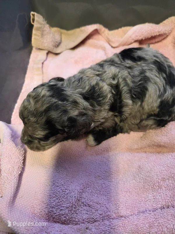 Layla – Poodle - Standard  puppy for sale in Puryear, TN