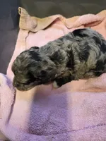 Layla, a female Poodle - Standard  for sale in Puryear, TN – 1 of 3