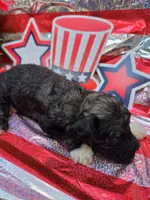 Greyson, a male Poodle - Standard  for sale in Puryear, TN – 3 of 3