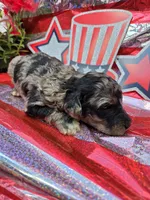 Otto, a male Poodle - Standard  for sale in Puryear, TN – 2 of 3