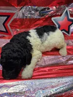 Olaf, a male Poodle - Standard  for sale in Puryear, TN – 3 of 3
