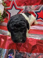 Olaf, a male Poodle - Standard  for sale in Puryear, TN – 2 of 3