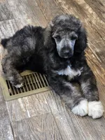 Greyson, a male Poodle - Standard  for sale in Puryear, TN – 6 of 8