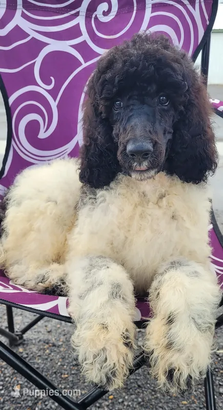 Olaf – Poodle - Standard  puppy for sale in Puryear, TN