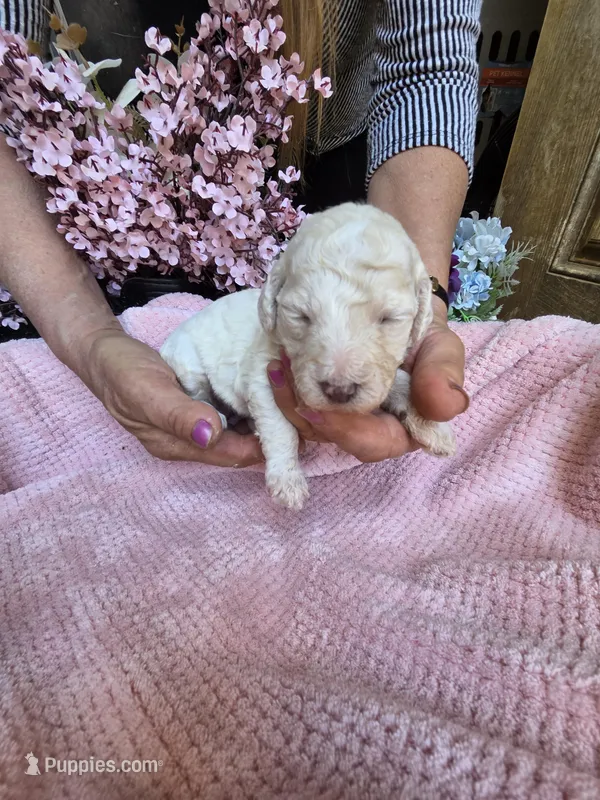 Willow pending  – Poodle - Standard  puppy for sale in Puryear, TN