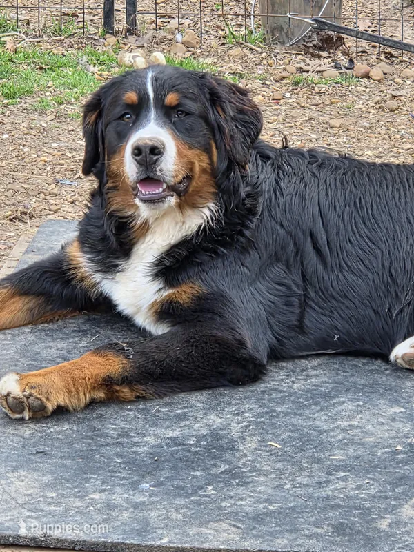 Josie – Bernese Mountain Dog puppy for sale in Puryear, TN
