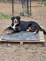 Josie, a female Bernese Mountain Dog for sale in Puryear, TN – Photo 2 of 2
