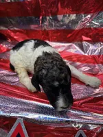 Abigail, a female Poodle - Standard  for sale in Puryear, TN – 3 of 4