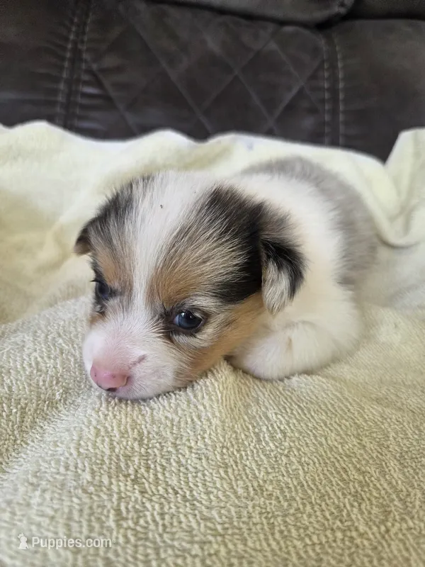 Appolo – Pembroke Welsh Corgi puppy for sale in Puryear, TN