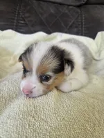 Appolo, a male Pembroke Welsh Corgi for sale in Puryear, TN – 1 of 2