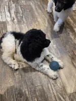 Olaf, a male Poodle - Standard  for sale in Puryear, TN – 4 of 9