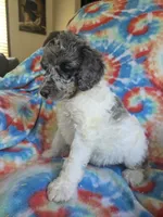 Kaylee deposit on, a female Poodle - Standard  for sale in Puryear, TN – 5 of 5