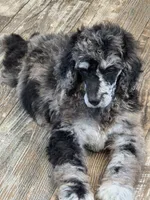 Otto, a male Poodle - Standard  for sale in Puryear, TN – 1 of 6