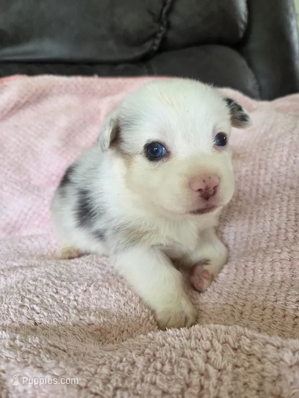 Pippy – Pembroke Welsh Corgi puppy for sale in Puryear, TN