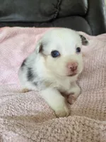 Pippy, a female Pembroke Welsh Corgi for sale in Puryear, TN – 1 of 2
