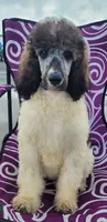 Abigail, a female Poodle - Standard  for sale in Puryear, TN – 2 of 9