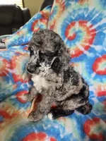 Layla deposit on, a female Poodle - Standard  for sale in Puryear, TN – 2 of 5