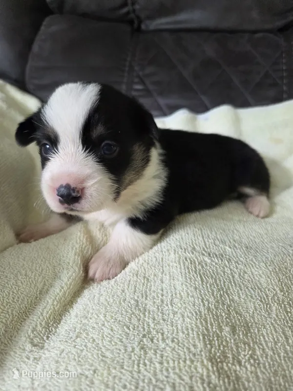 Louie – Pembroke Welsh Corgi puppy for sale in Puryear, TN