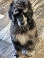 Otto, a male Poodle - Standard  for sale in Puryear, TN – 2 of 6