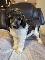 Abigail, a female Poodle - Standard  for sale in Puryear, TN – 3 of 10