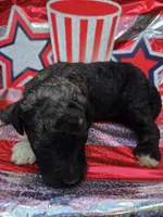 Greyson, a male Poodle - Standard  for sale in Puryear, TN – 1 of 3