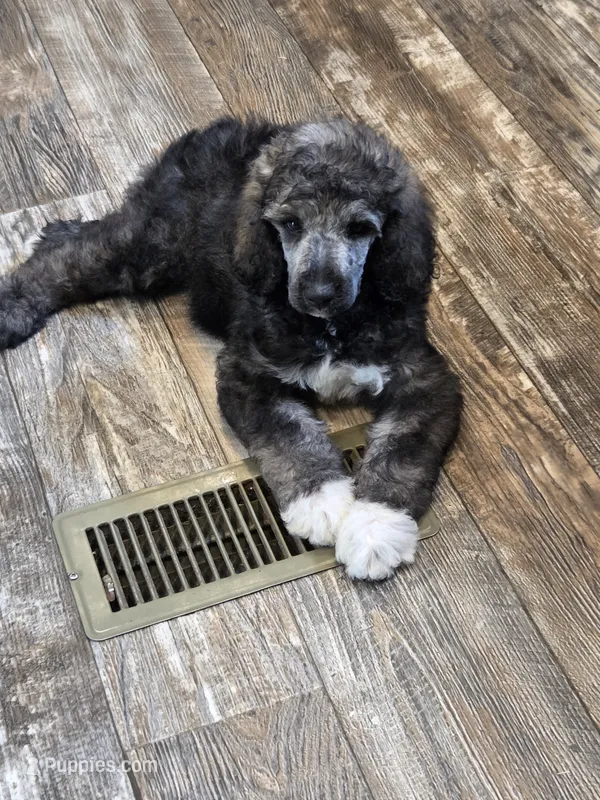 Greyson – Poodle - Standard  puppy for sale in Puryear, TN