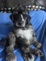 Otto, a male Poodle - Standard  for sale in Puryear, TN – 5 of 6