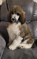 Brody, a male Poodle - Standard  for sale in Puryear, TN – Photo 1 of 2