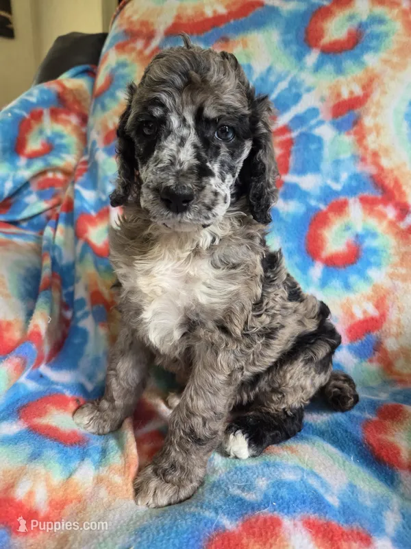 Layla deposit on – Poodle - Standard  puppy for sale in Puryear, TN