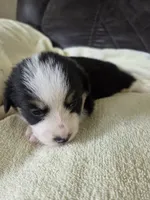 Ziggy, a male Pembroke Welsh Corgi for sale in Puryear, TN – 1 of 2
