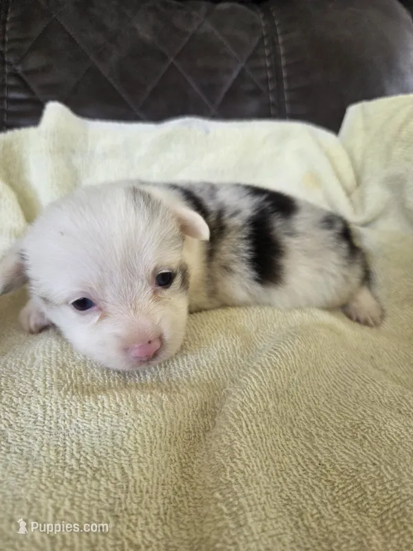 Scout – Pembroke Welsh Corgi puppy for sale in Puryear, TN