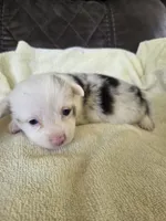 Scout, a male Pembroke Welsh Corgi for sale in Puryear, TN – 1 of 2