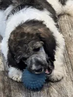 Abigail, a female Poodle - Standard  for sale in Puryear, TN – 5 of 10