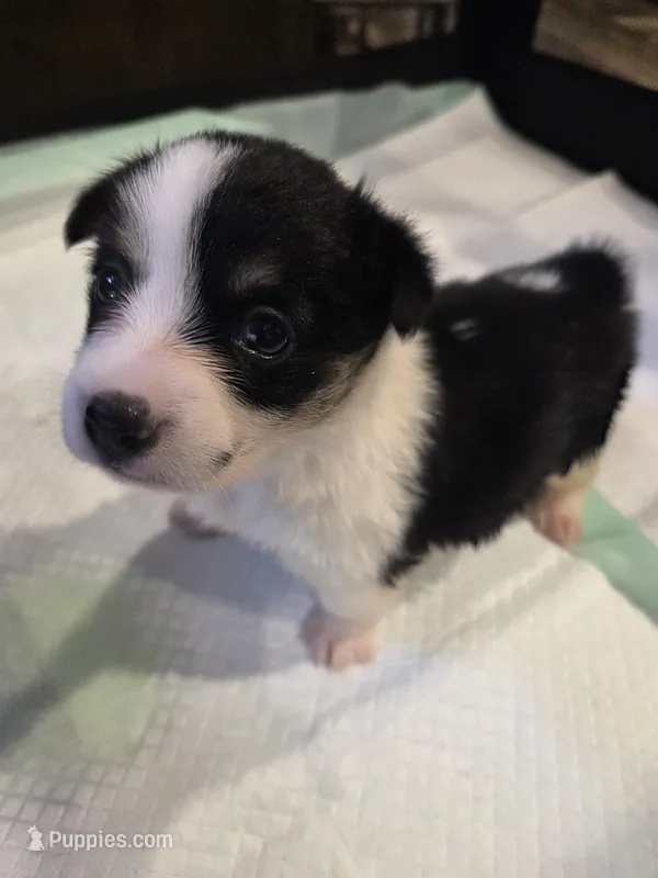 Dottie. Hold – Pembroke Welsh Corgi puppy for sale in Puryear, TN