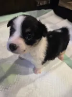 Dottie. Hold, a female Pembroke Welsh Corgi for sale in Puryear, TN – 1 of 4