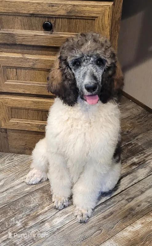 Abigail – Poodle - Standard  puppy for sale in Puryear, TN